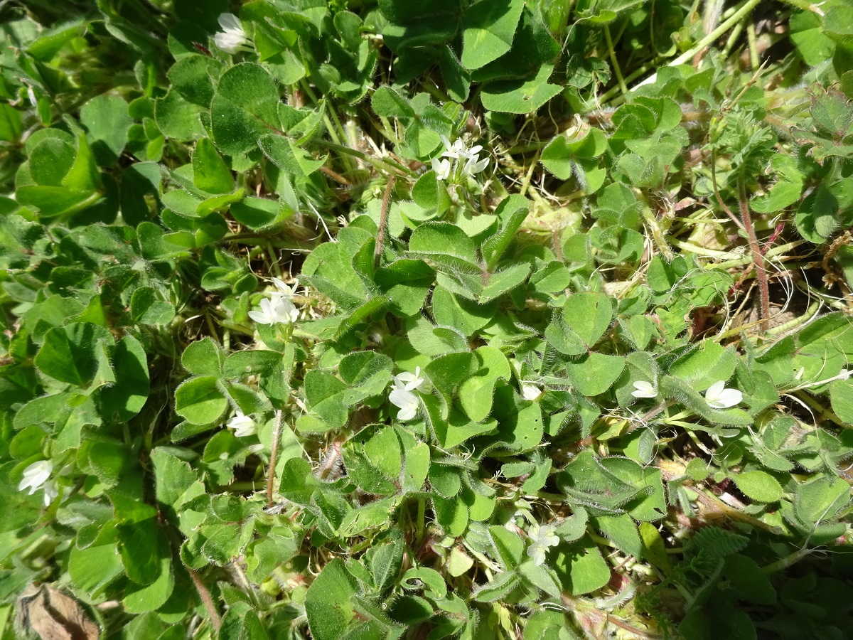 Trifolium subterraneum var. subterraneum (Fabaceae)